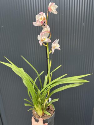 Storczyk cymbidium Orchidea mix kolorów
