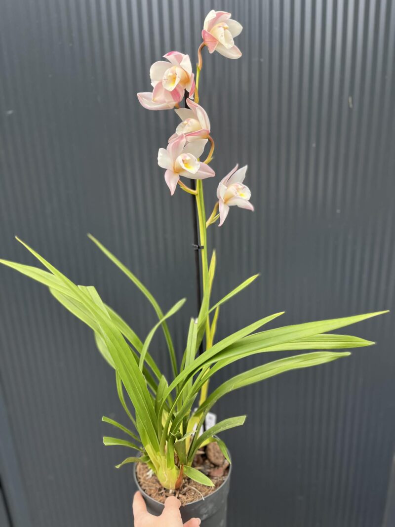 Storczyk cymbidium Orchidea mix kolorów
