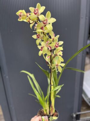 Storczyk cymbidium Orchidea mix kolorów