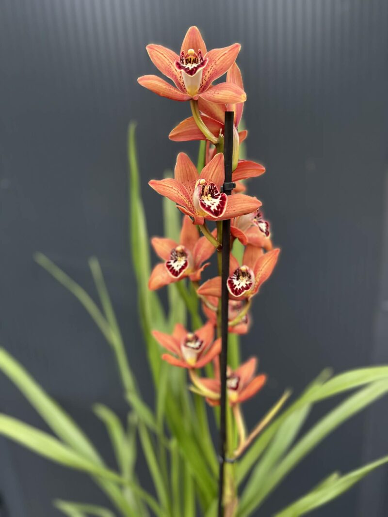 Storczyk cymbidium Orchidea mix kolorów