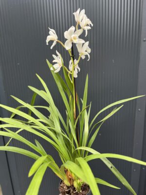 Storczyk cymbidium Orchidea mix kolorów