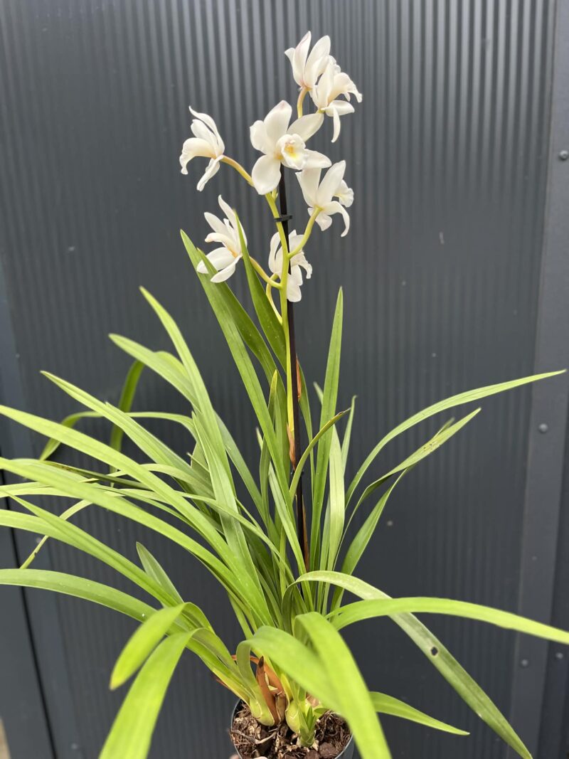 Storczyk cymbidium Orchidea mix kolorów