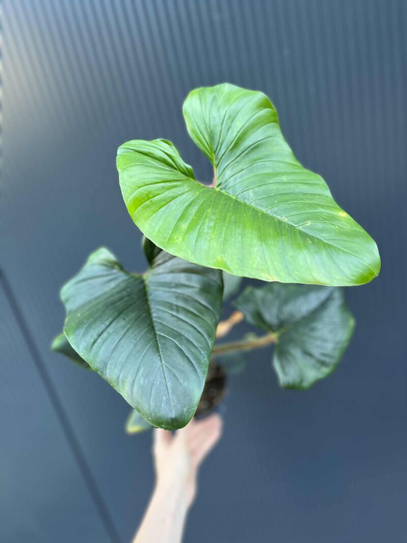 Philodendron Serpens Philodendron Serpens