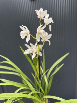 Storczyk cymbidium Orchidea mix kolorów