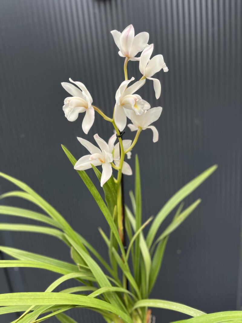 Storczyk cymbidium Orchidea mix kolorów