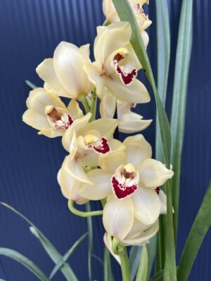 Storczyk cymbidium Orchidea mix kolorów