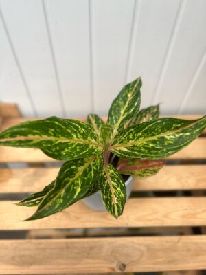 Aglaonema Twiggy Red