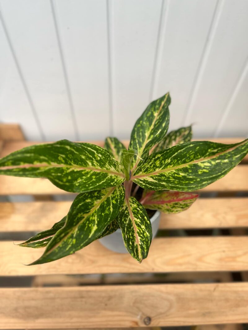 Aglaonema Twiggy Red Aglaonema Twiggy Red