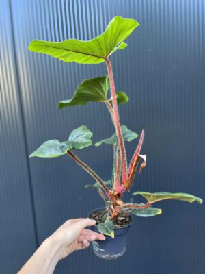 Philodendron Serpens