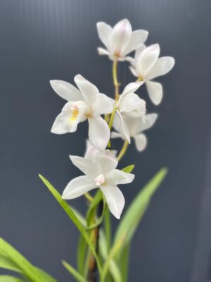 Storczyk cymbidium Orchidea mix kolorów