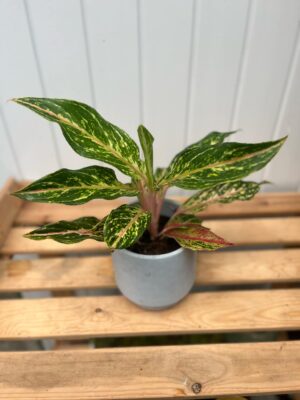 Aglaonema Twiggy Red