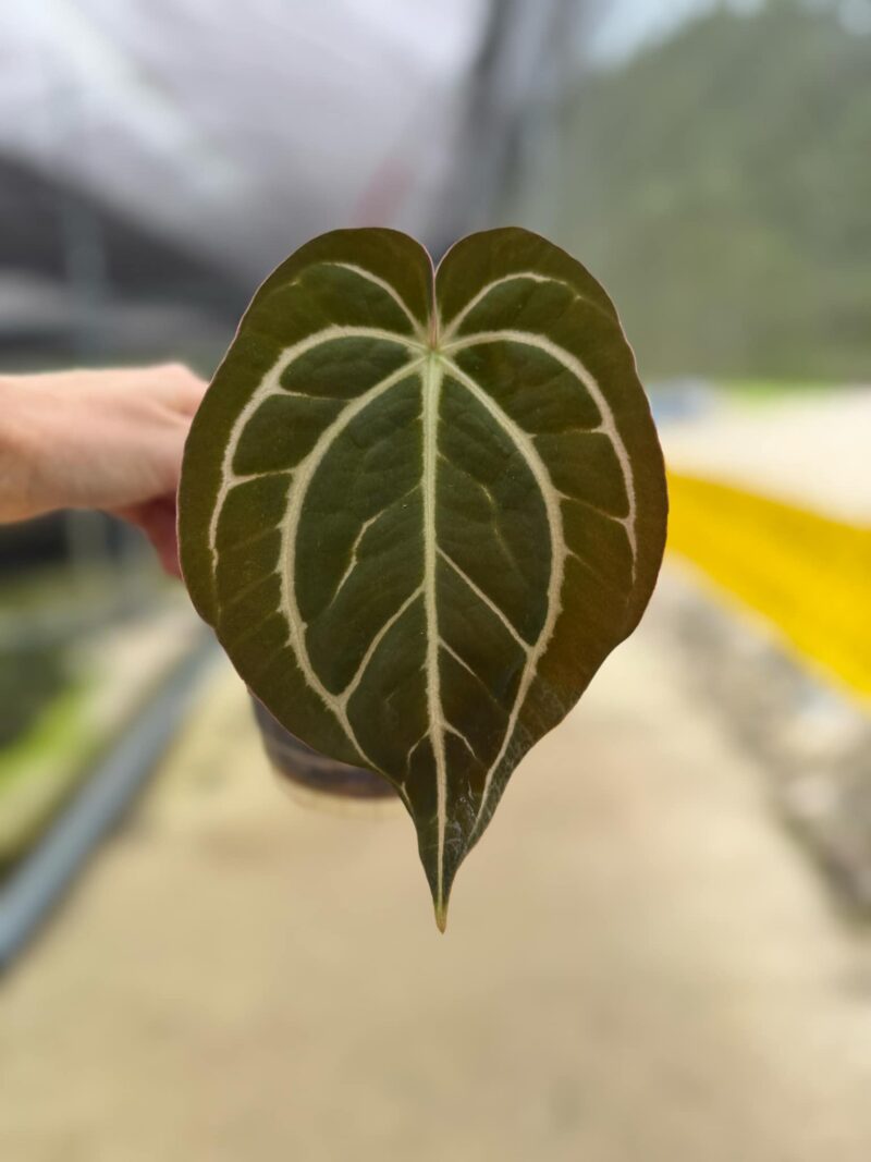 Anthurium Carlablackiae