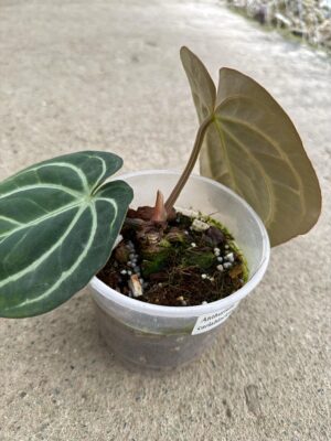 Anthurium Carlablackiae