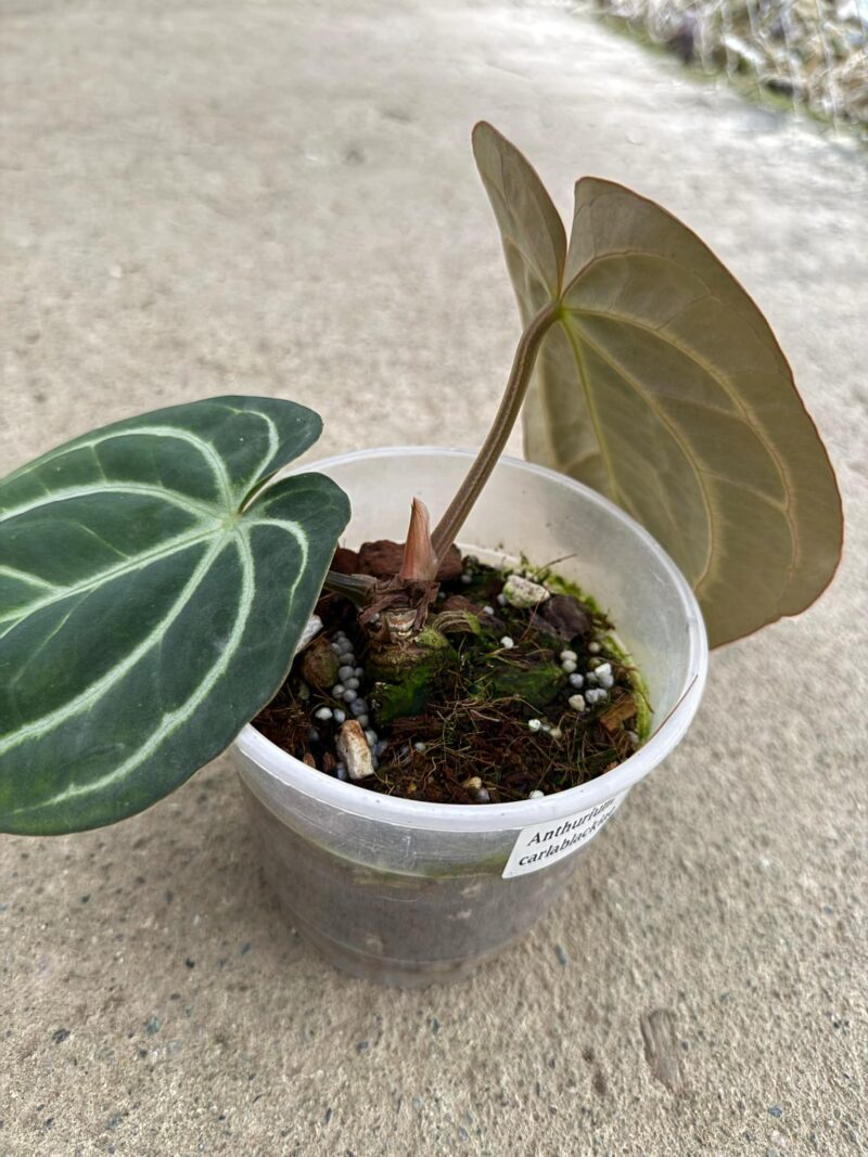Anthurium Carlablackiae