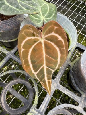 Anthurium Carlablackiae