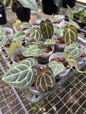 Anthurium Carlablackiae