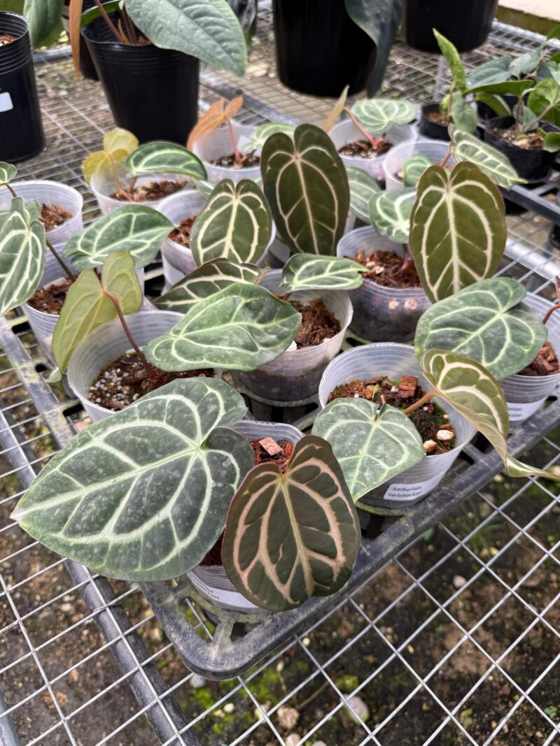 Anthurium Carlablackiae