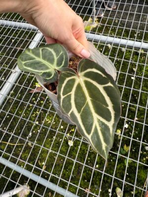 Anthurium Carlablackiae