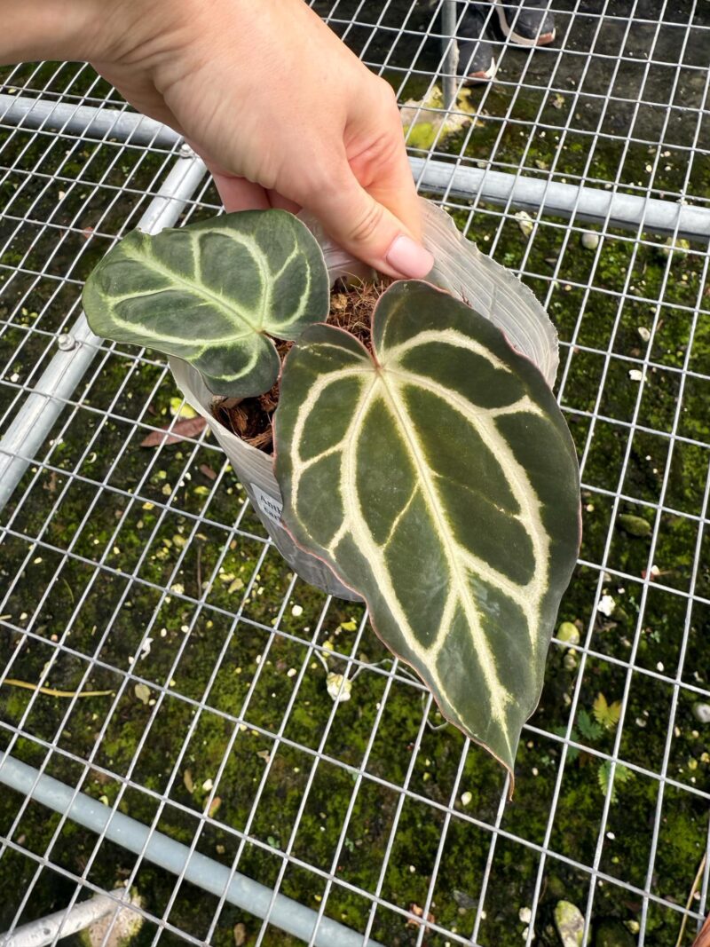 Anthurium Carlablackiae