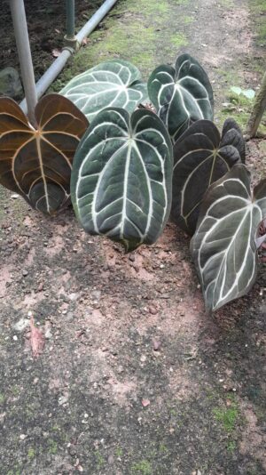 Anthurium Carlablackiae