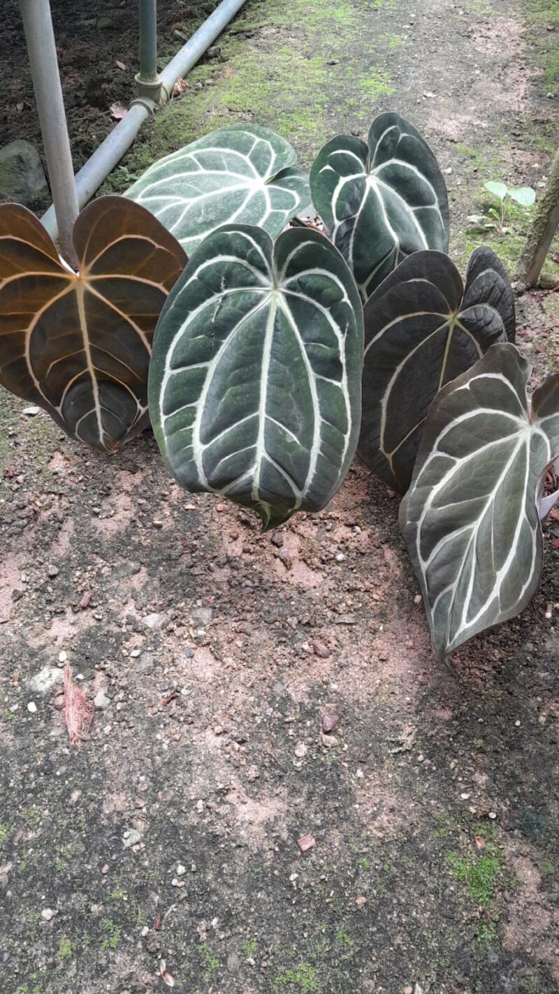 Anthurium Carlablackiae