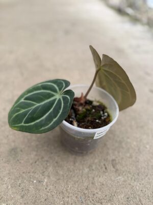 Anthurium Carlablackiae