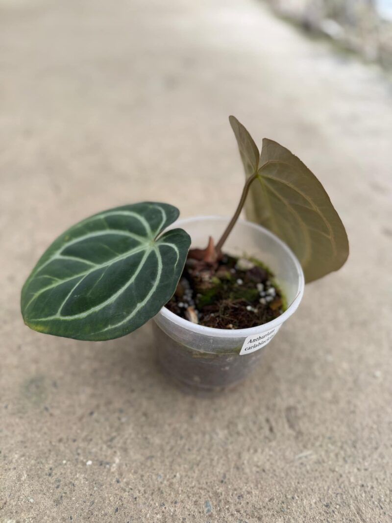 Anthurium Carlablackiae