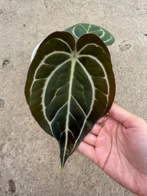Anthurium Carlablackiae