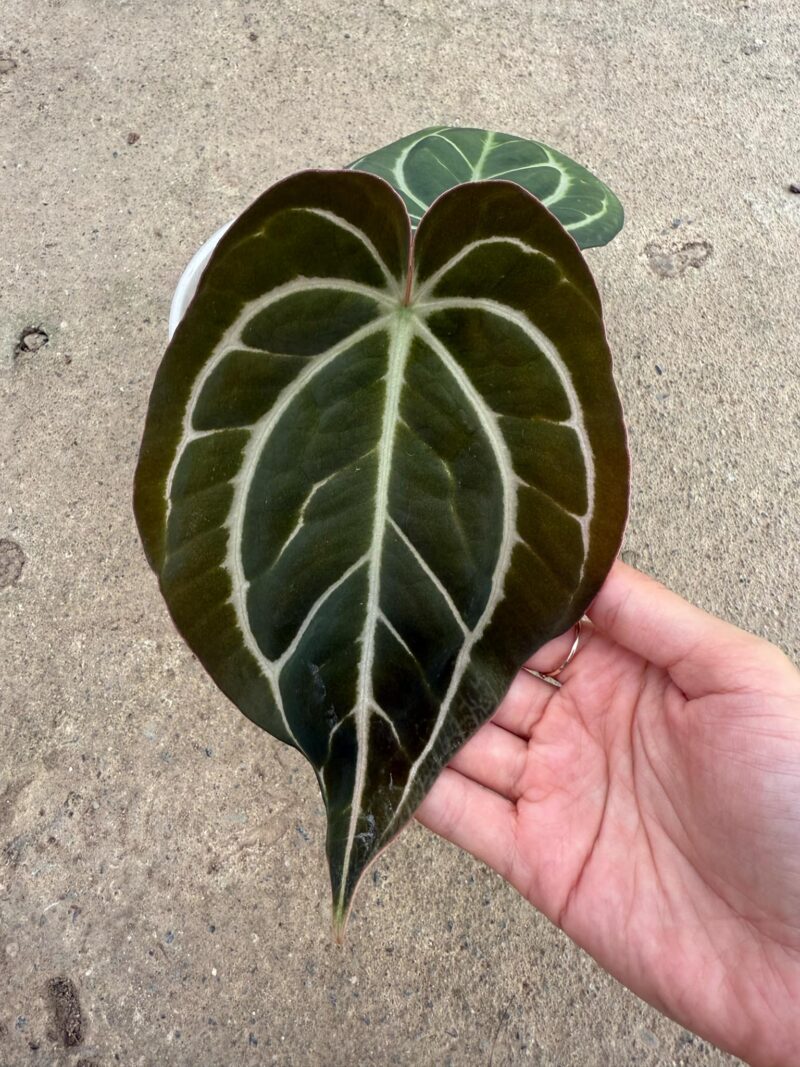 Anthurium Carlablackiae