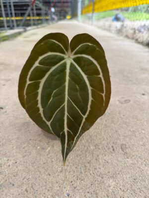 Anthurium Carlablackiae