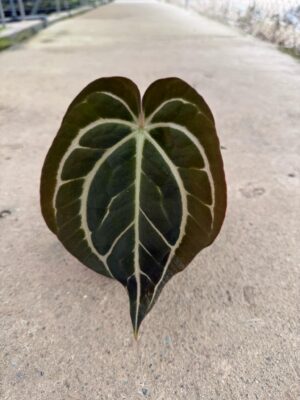 Anthurium Carlablackiae