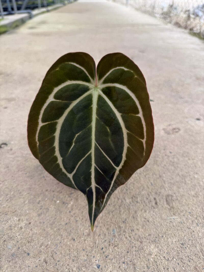 Anthurium Carlablackiae Anthurium Carlablackiae