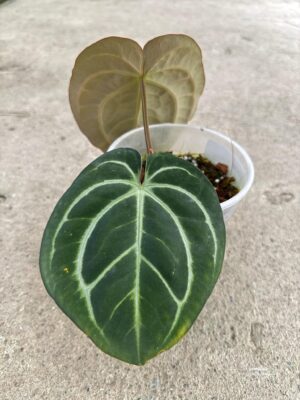 Anthurium Carlablackiae