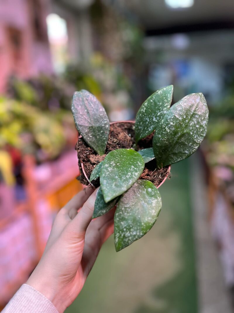 Hoya Rundumensis Splash Hoya Rundumensis Splash