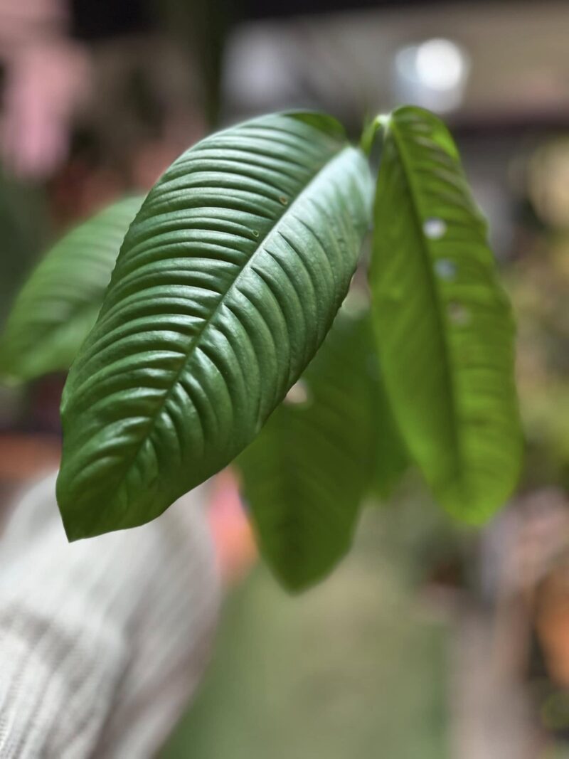 Rhaphidophora formenifera