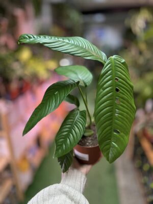 Rhaphidophora formenifera