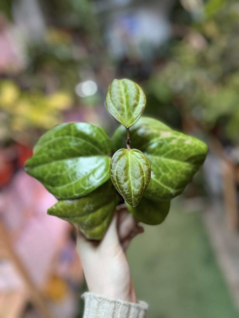 Hoya Sarawak cream