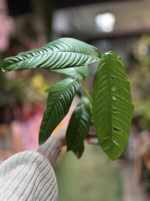 Rhaphidophora formenifera