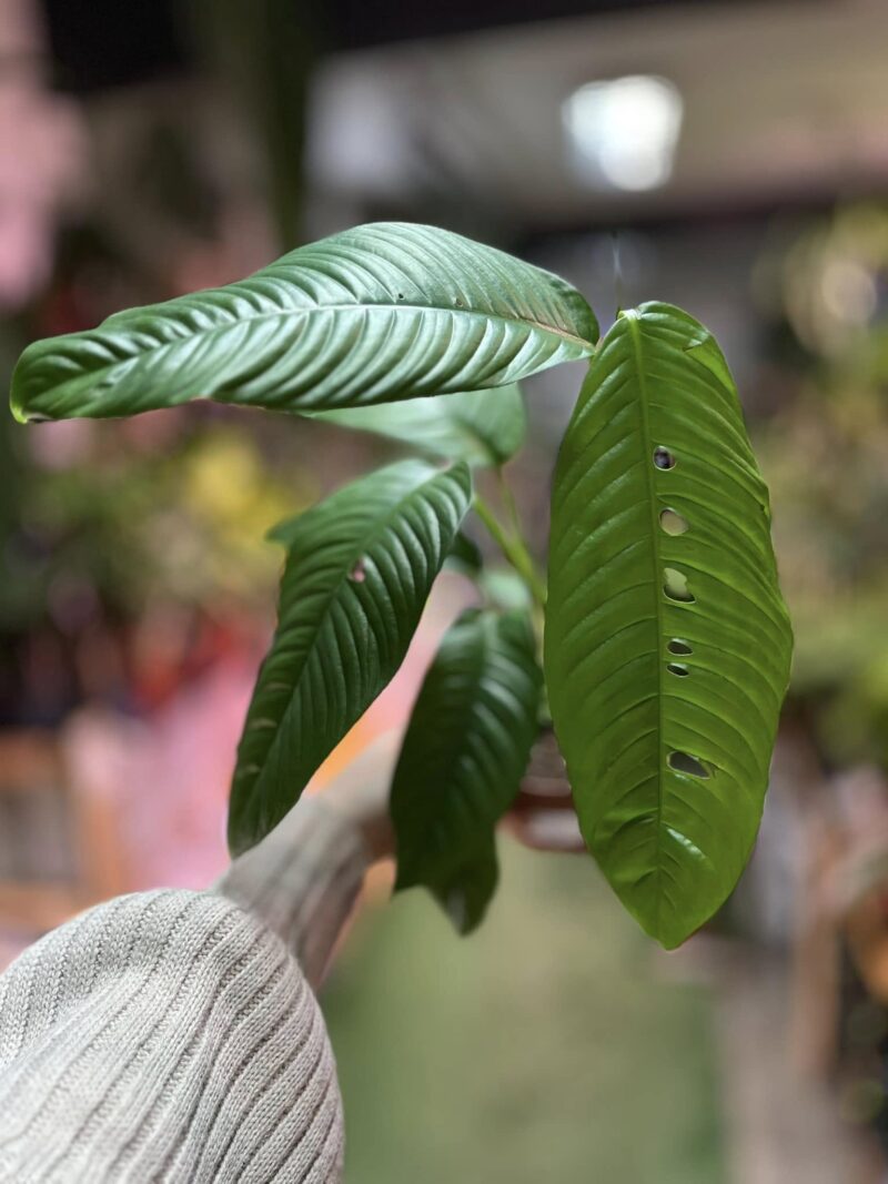 Rhaphidophora formenifera