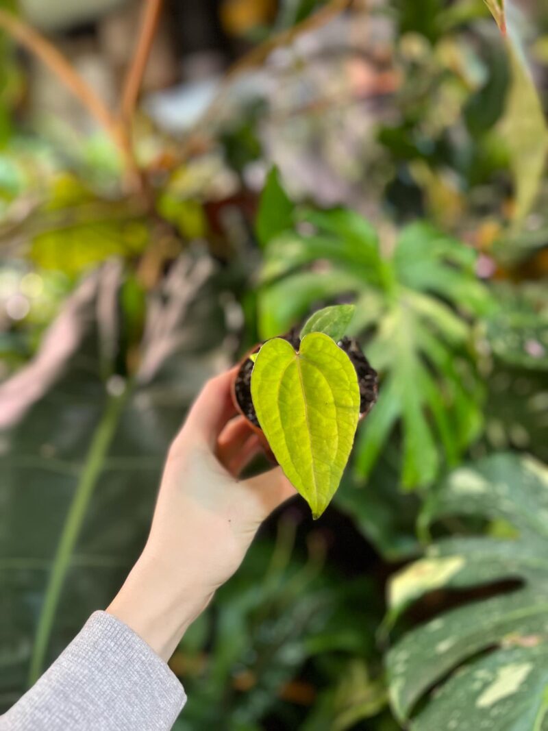 Anthurium Ace of Spades x Dressleri Anthurium Ace of Spades x Dressleri