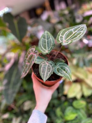 Anthurium Red Crystallinum NSE x Tezula Plants