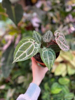 Anthurium Red Crystallinum NSE x Tezula Plants