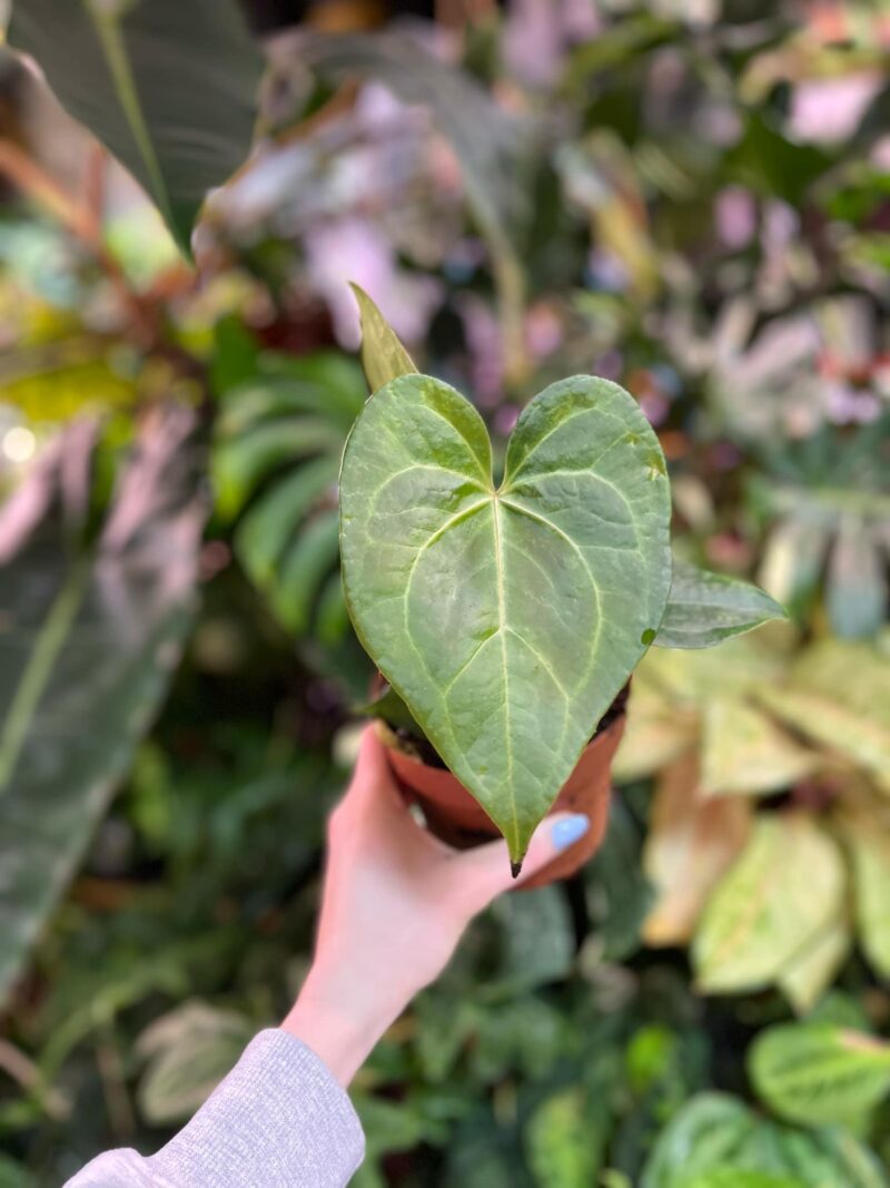 Anthurium Clarinervium x Pterodactyl