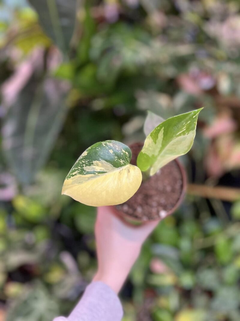 Monstera NOID