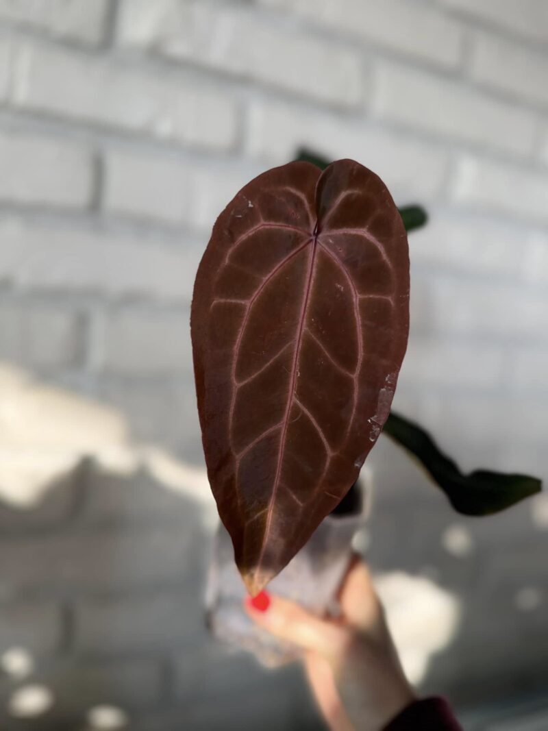 DocBlock Anthurium Zara® ’29’ X (Michelle® X Zara®) ’28’ DocBlock Anthurium Zara® ’29’ X (Michelle® X Zara®) ’28’