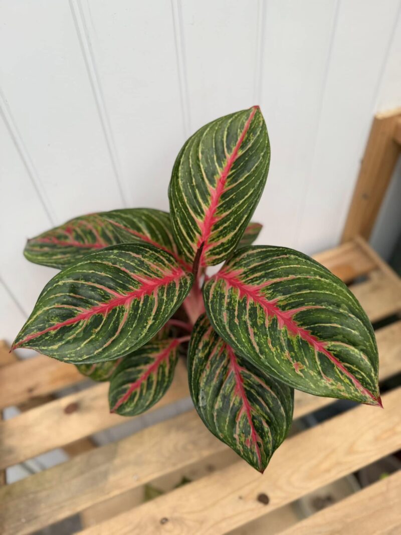 Aglaonema Olive Red Aglaonema Olive Red
