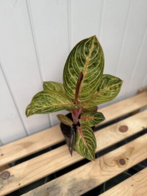 Aglaonema Tourmaline
