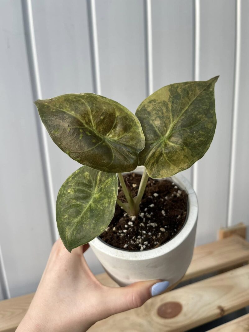 Alocasia Wentii Variegata Aurea