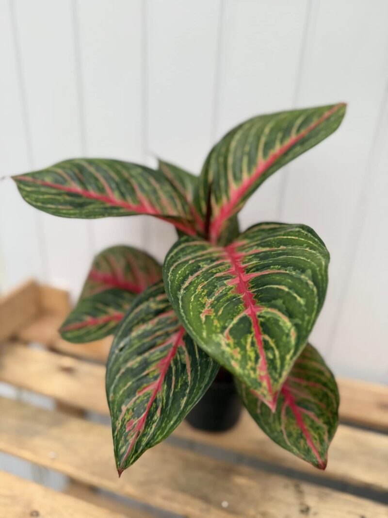 Aglaonema Olive Red