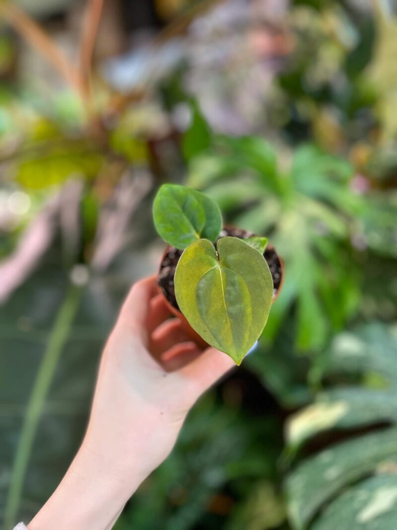 Anthurium Papillilaminum x Dressleri Anthurium Papillilaminum x Dressleri